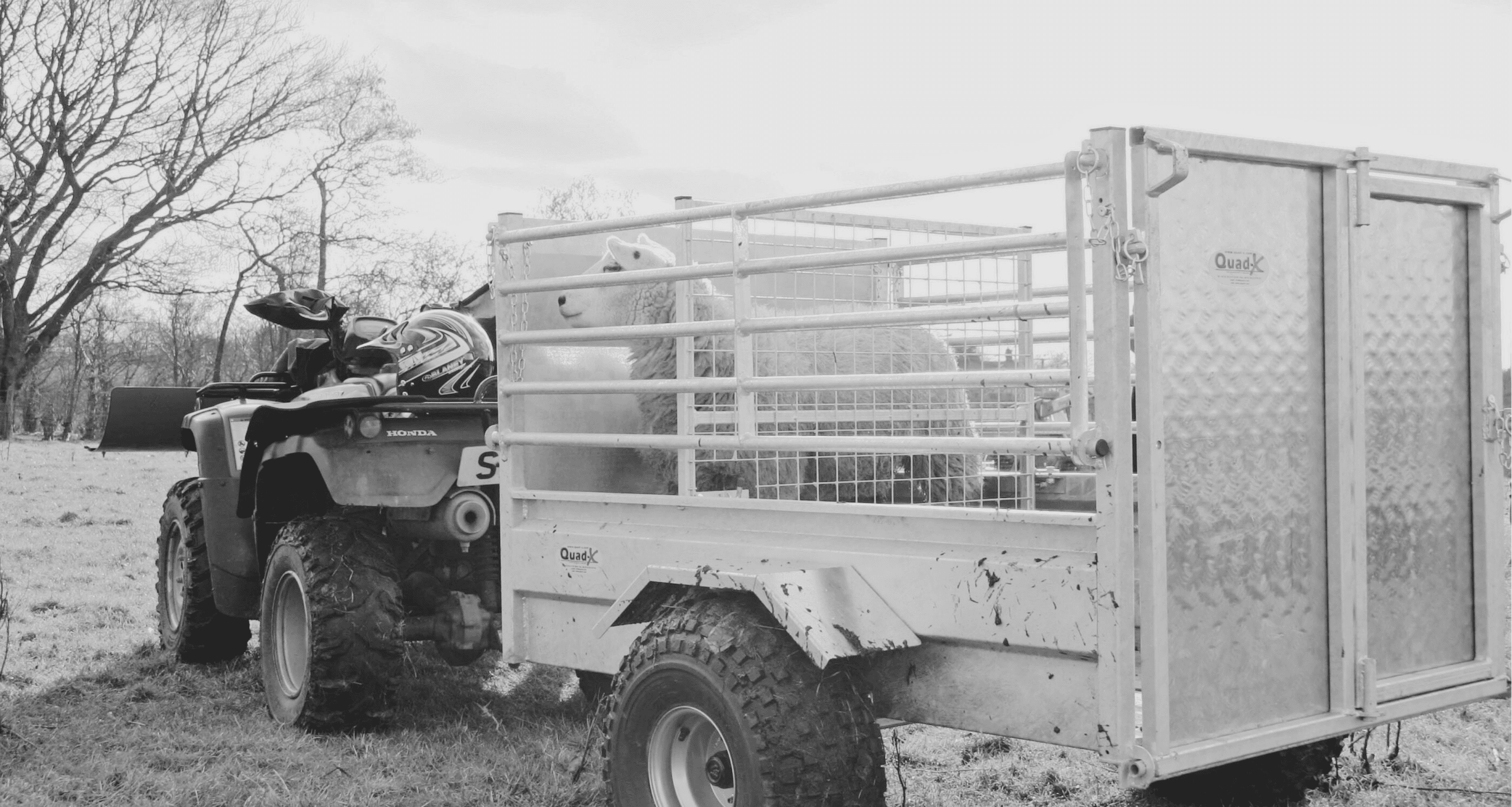 Quad X Sheep Trailer