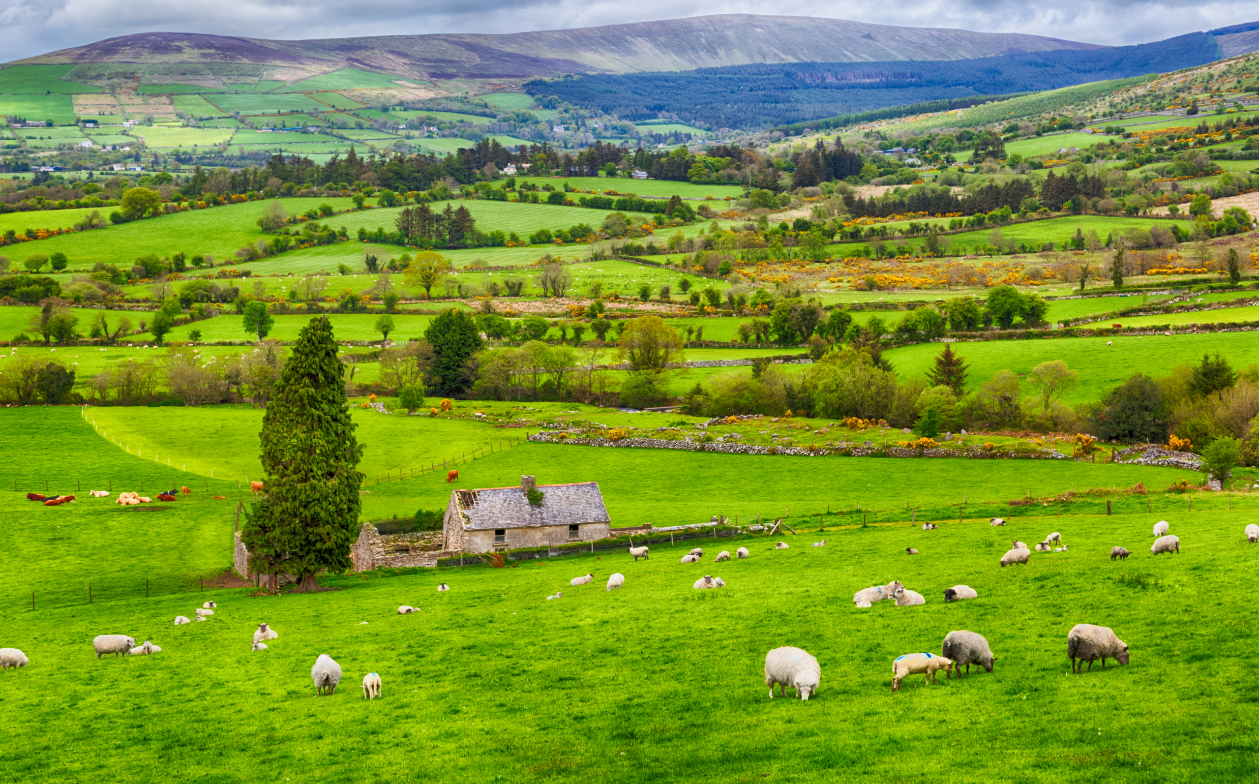 Irish Farmland